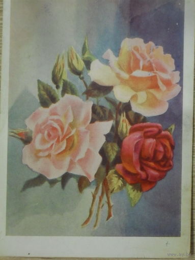 ПОДПИСАННАЯ ОТКРЫТКА СССР. БУКЕТ РОЗ. худ. К. ЛЕБЕДЕВ.1959 год.