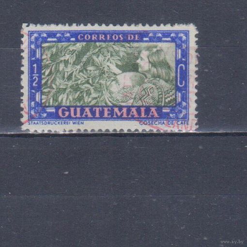 [1386] Гватемала 1950. Флора.Кофе.Плоды.Сбор кофе. Гашеная марка.