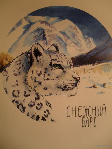 ОТКРЫТКА ПРОШЕДШАЯ ПОЧТУ. РОССИЯ. СНЕЖНЫЙ БАРС. ФАУНА.