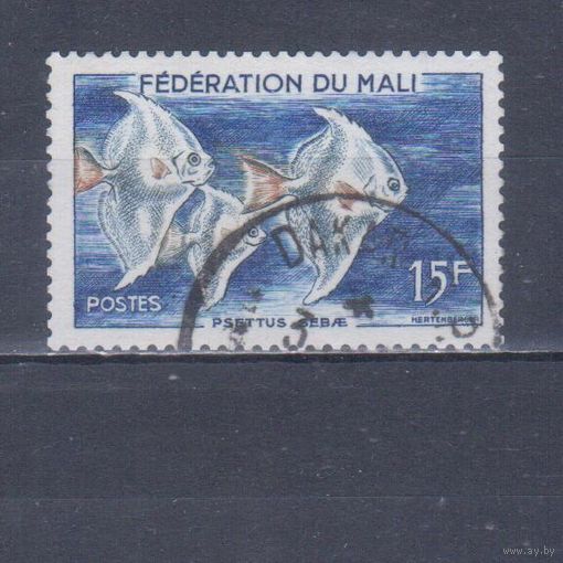 [2330] Мали 1960. Фауна.Рыбы.15 ф. Гашеная марка.
