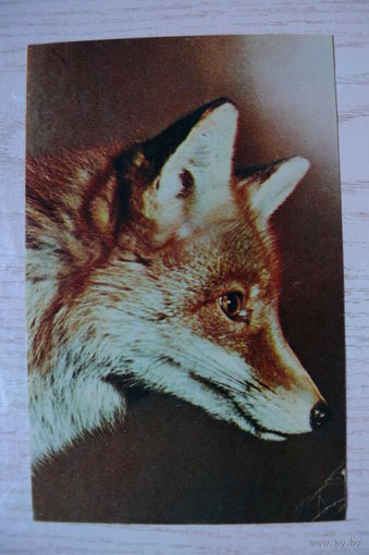 Немнонов Н., Московский зоопарк. Рыжая лисица; 1969, чистая.