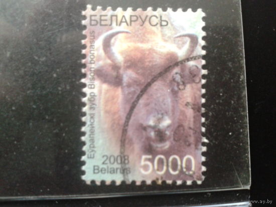 2008 Стандарт, зубр