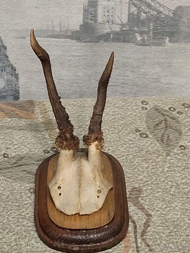 Рога косули