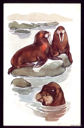 1972 год Н.Строганова Морж