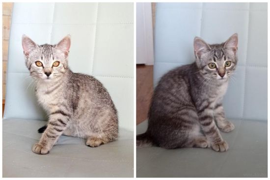 Тигровые котята в дар