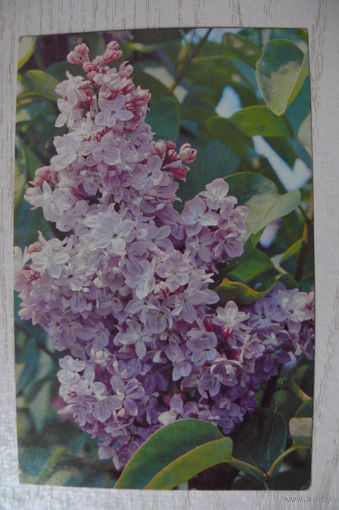 Матанов Н., Сирень; 1973, подписана.