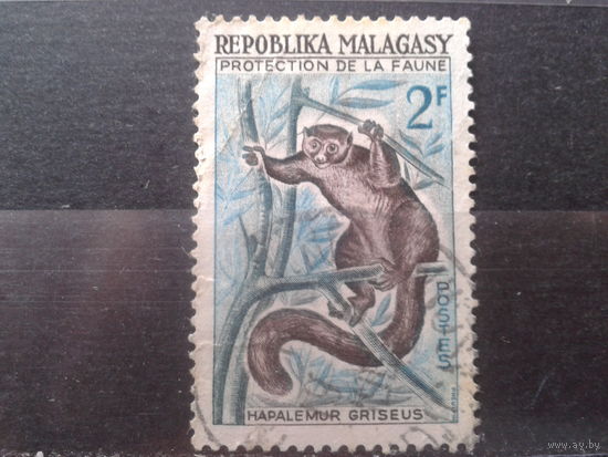 Магадаскар 1961 Лемур