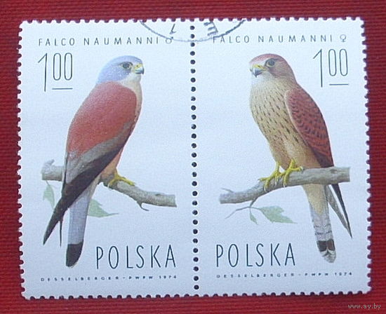 Польша. Хищные птицы. ( 2 марки ) 1974 года. 2-20.