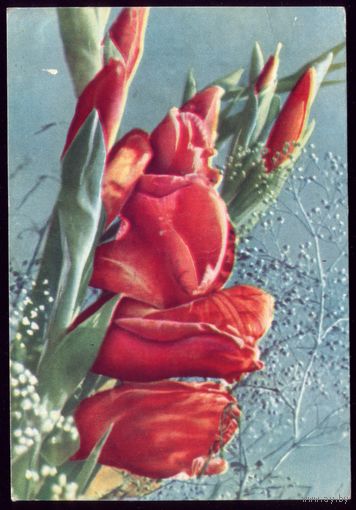 1967 год Т.Ананьина Гладиолусы