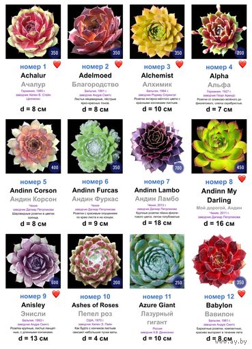 КАМЕННЫЕ РОЗЫ (молодила) 133 сорта (1 часть)