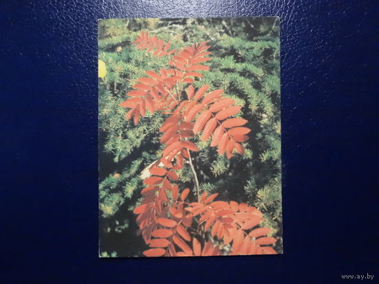 Ветка рябины.  1986 г.  мини.