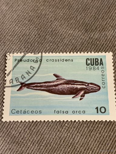 Куба 1984. Киты. Cetaceos falsa orca. Марка из серии