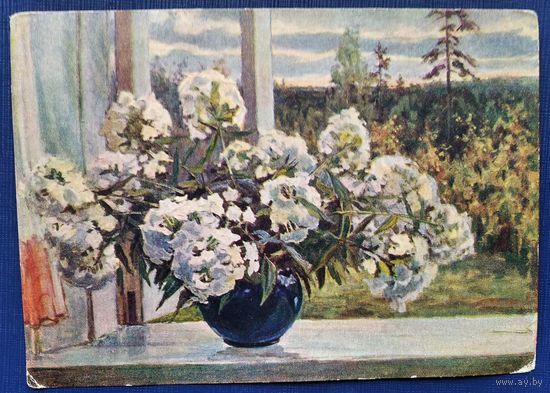 Орлов А. Белые флоксы. 1956 г. Чистая.