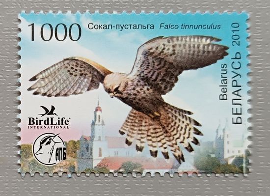 Сокол-пустельга. Беларусь, 2010