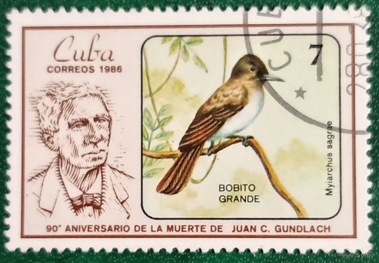 Куба 1986. Фауна. Чубатая шпорцевая мухоловка