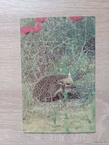 Открытка 1985