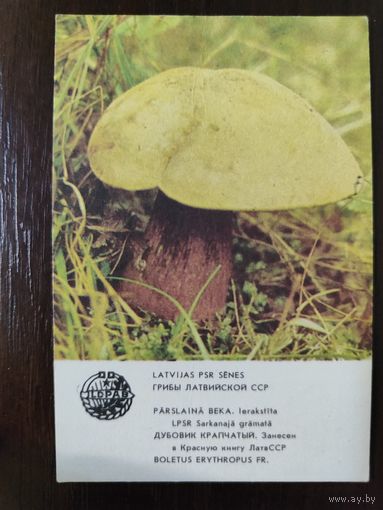 Календарик Прибалтика Дубовик