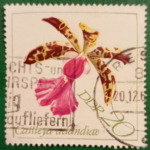 ГДР 12 ноября 1968. Орхидея. Cattleya Aclandlae