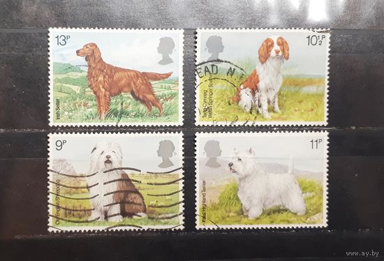 Великобритания. Фауна. Собаки (600)