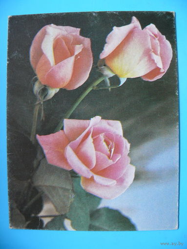 Смоляков П.(фото), С днем рождения! 1988, чистая, мини-формат.
