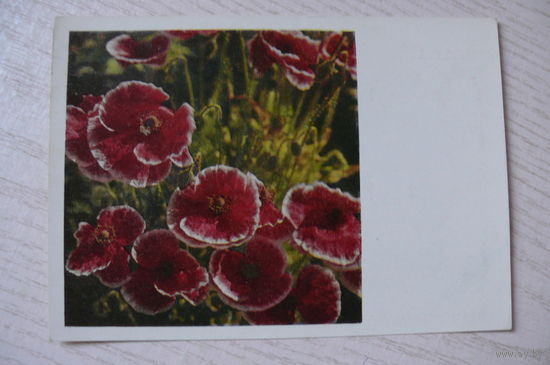 Панов В., Маки; 1968, подписана.