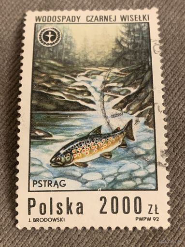 Польша 1992. Форель