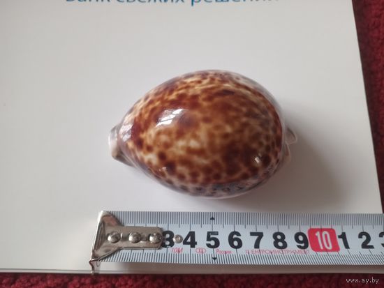 Ракушка морская