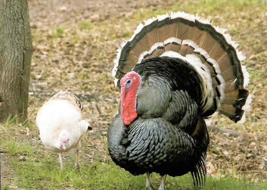 Открытка "Индюк"