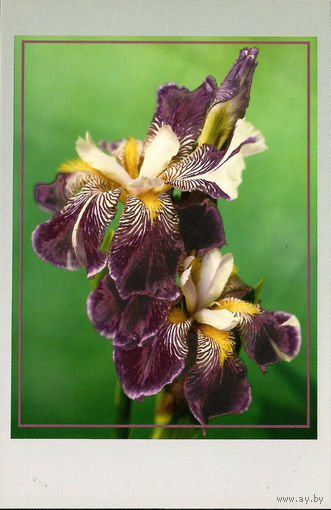Почтовая карточка "Ирис Хан-Тенгри"