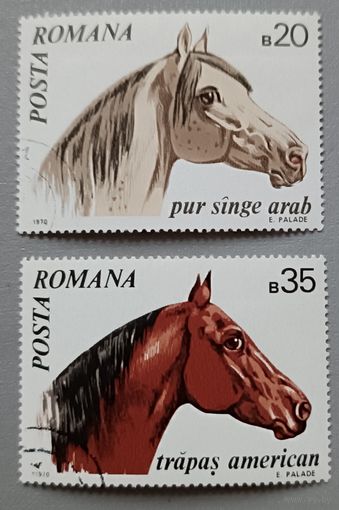 Лошади. Румыния