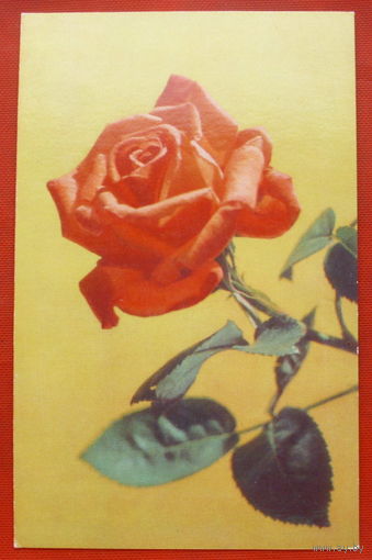 Роза. Чистая. 1973 года. Боброва. 337.