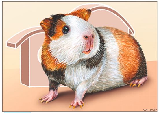 Морская свинка. Из серии "Домашние питомцы". Открытка, глянец