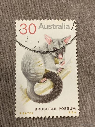 Австралия. Brushtail possum. Марка из серии