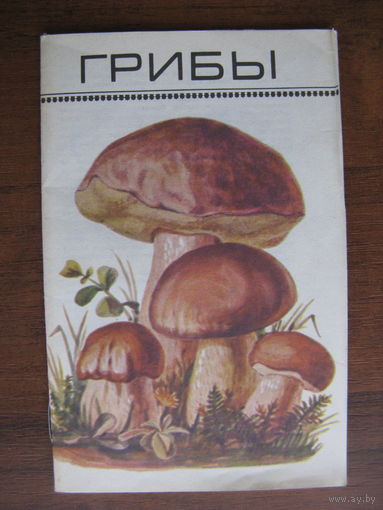 Книга ГРИБЫ