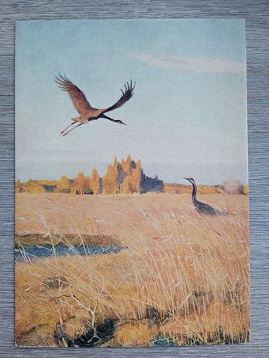 1954. Никольский. Журавли