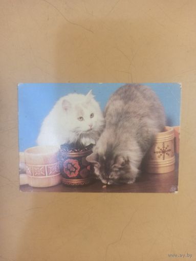 Календарь 1982 котята