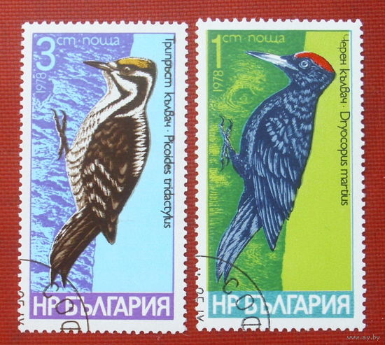 Болгария. Птицы. Дятлы. ( 2 марки ) 1978 года. 8-18.
