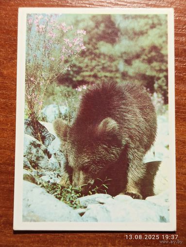Календарик Медведь 1990 Константинов