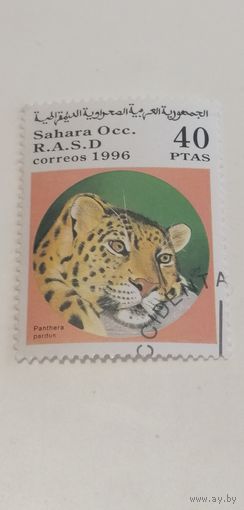 Сахара 1996. Пантера