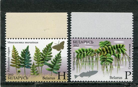 Беларусь 2012. Флора. Папоротники