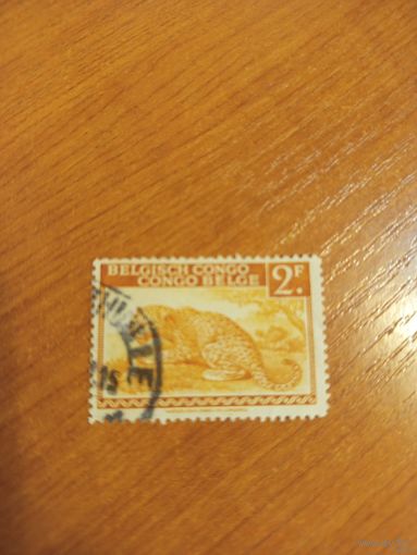 Бельгийская колония Конго фауна леопард (1-2)