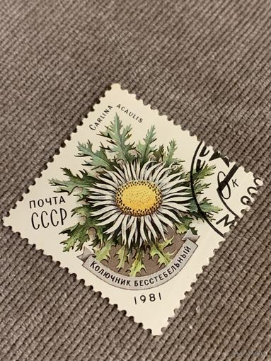 СССР 1981. Колючник бесстебельный. Марка из серии