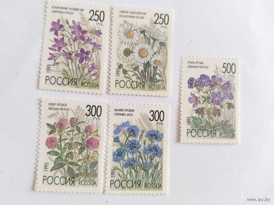 Россия  1995   5 м.