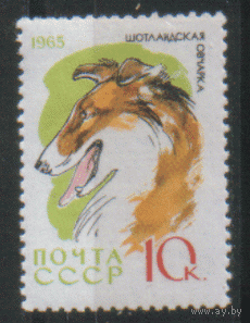 З. 3080. 1965. Шотландская овчарка. ЧиСт.