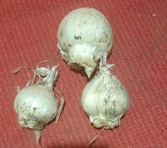 Декоративный лук Аллиум