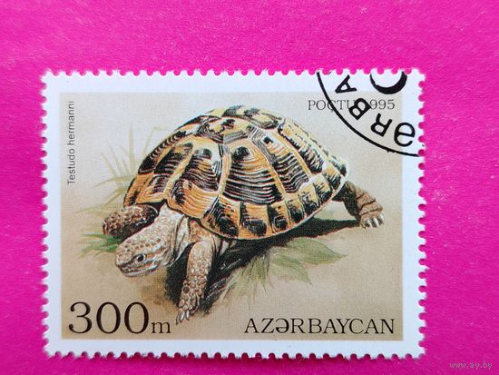 Азербайджан. Черепаха. ( 1 марка ) 1995 года. 2-14.