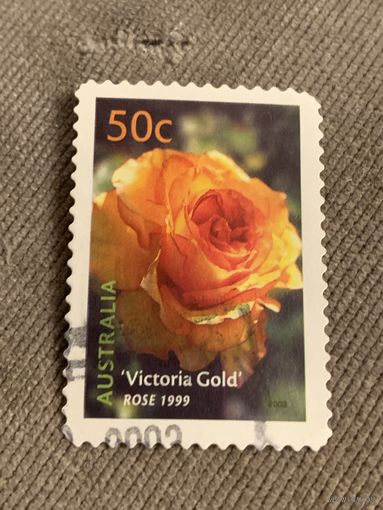 Австралия 2003. Флора. Роза Victoria Gold
