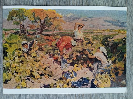 1958. Котанджян. Сбор винограда