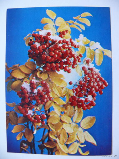 Костенко Г.(фото), Рябина, 1985, чистая.