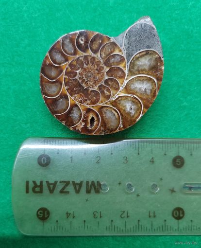 Аммонит. Таджикистан.